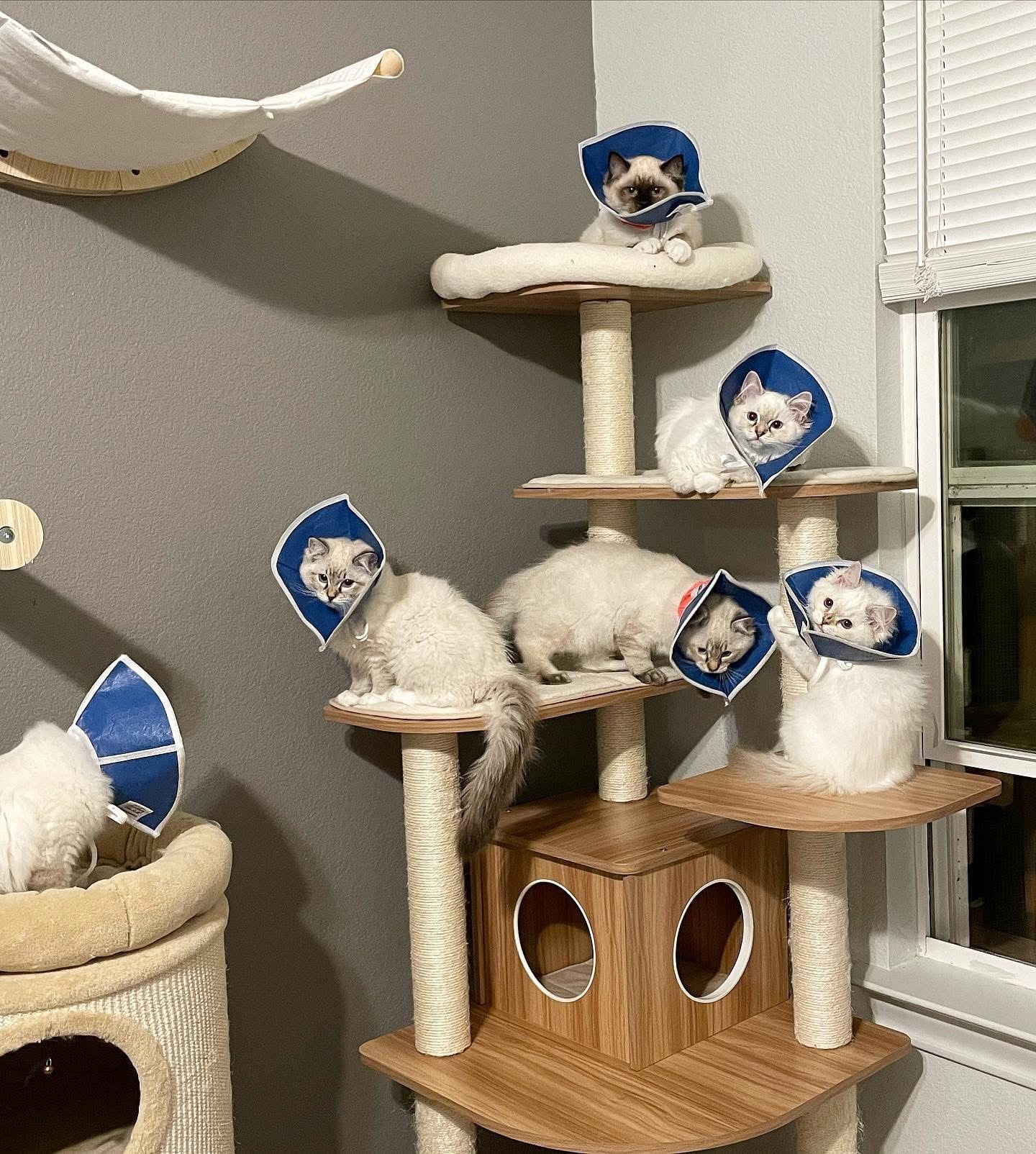 Six young Ragdoll kittens wearing blue recovery cones, perched on the levels of a wooden cat tree