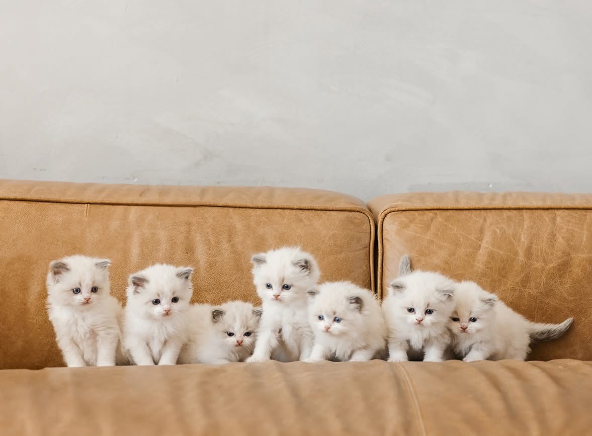 Seven fluffy cream-coloured Ragdoll kittens with blue eyes sitting in a row on a tan leather sofa