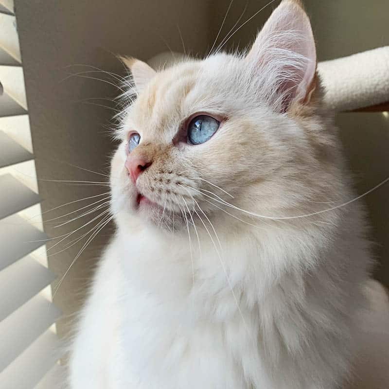 Alba, Cream Colorpoint Minuet Longhair