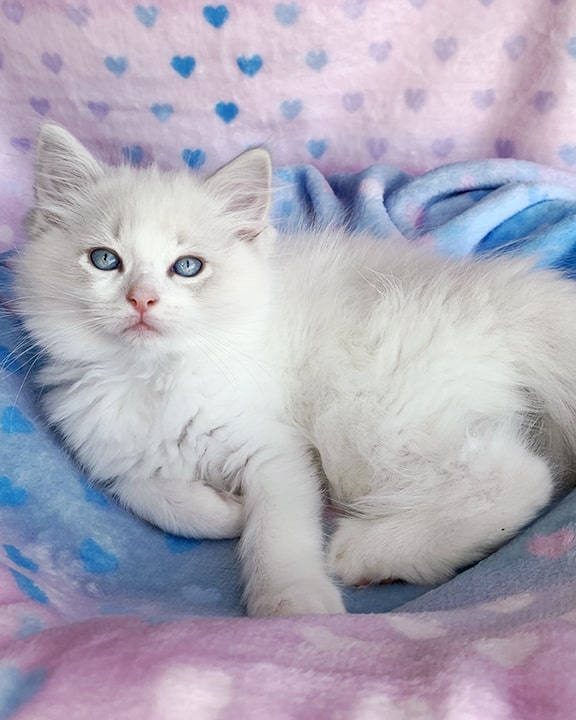 Blue bicolor ragdoll kitten