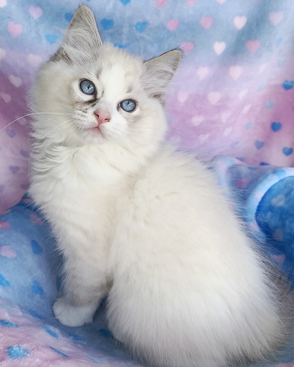 Seal lynx mitted ragdoll kitten