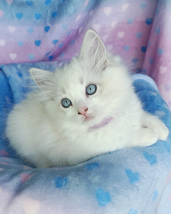 Blue bicolor ragdoll kitten