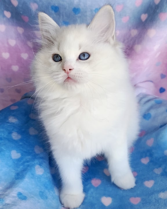 Seal lynx bicolor ragdoll kitten