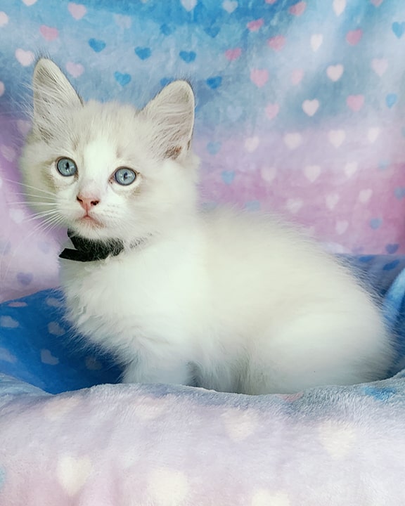 Blue bicolor ragdoll kitten