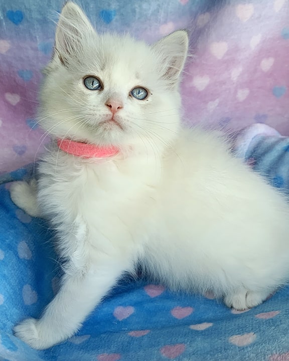 Blue bicolor ragdoll kitten