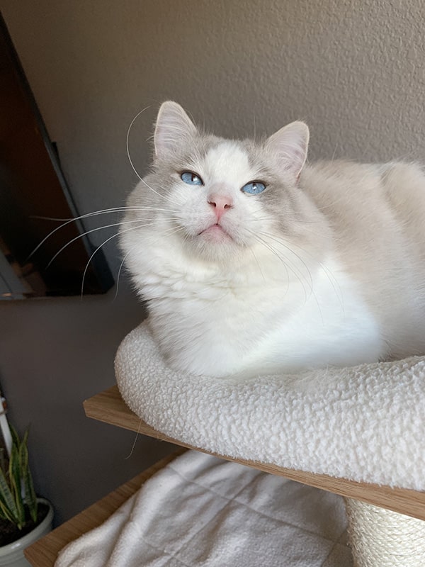 Ghost, Blue Lynx Point Bicolor Ragdoll