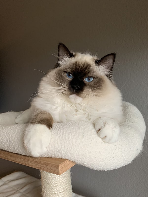 Nymeria, Seal Point Mitted Ragdoll