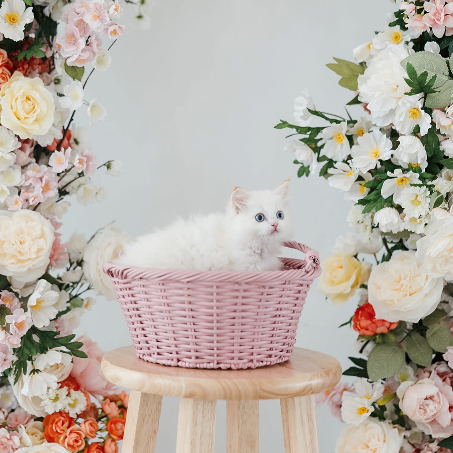 Janet, Female Ash Ragdoll kitten from the “B” Litter (Lady × Ghost), born September 27, 2020