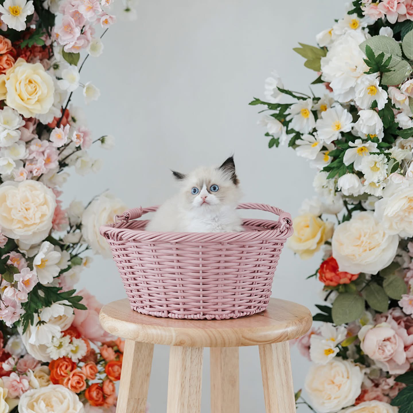 Janet, Female Ash Ragdoll kitten from the “B” Litter (Lady × Ghost), born September 27, 2020