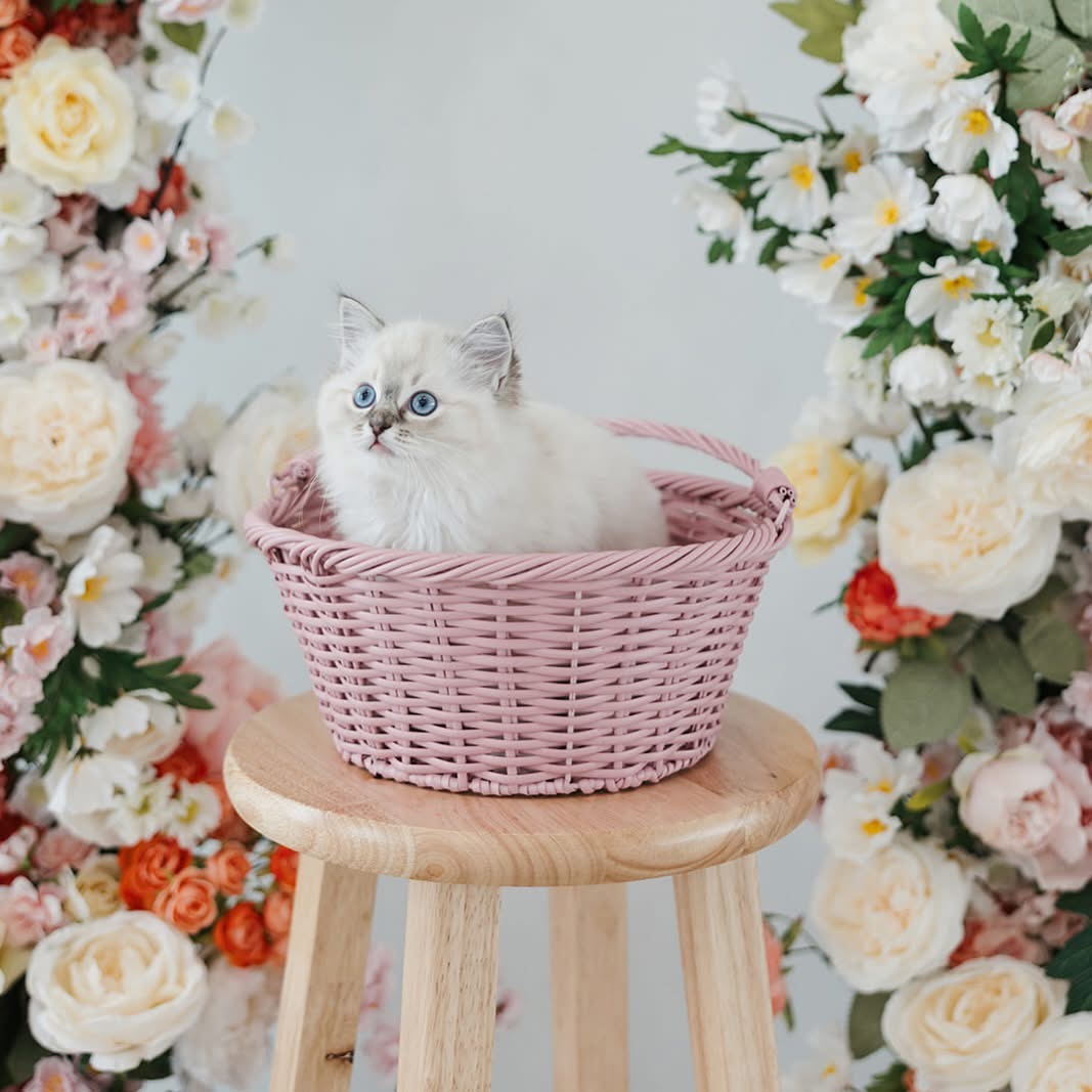 Janet, Female Ash Ragdoll kitten from the “B” Litter (Lady × Ghost), born September 27, 2020