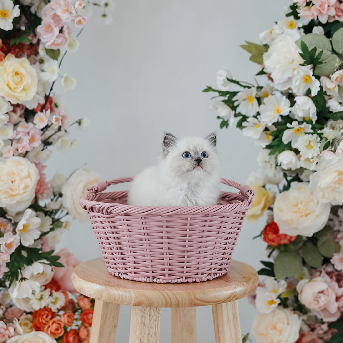 Janet, Female Ash Ragdoll kitten from the “B” Litter (Lady × Ghost), born September 27, 2020
