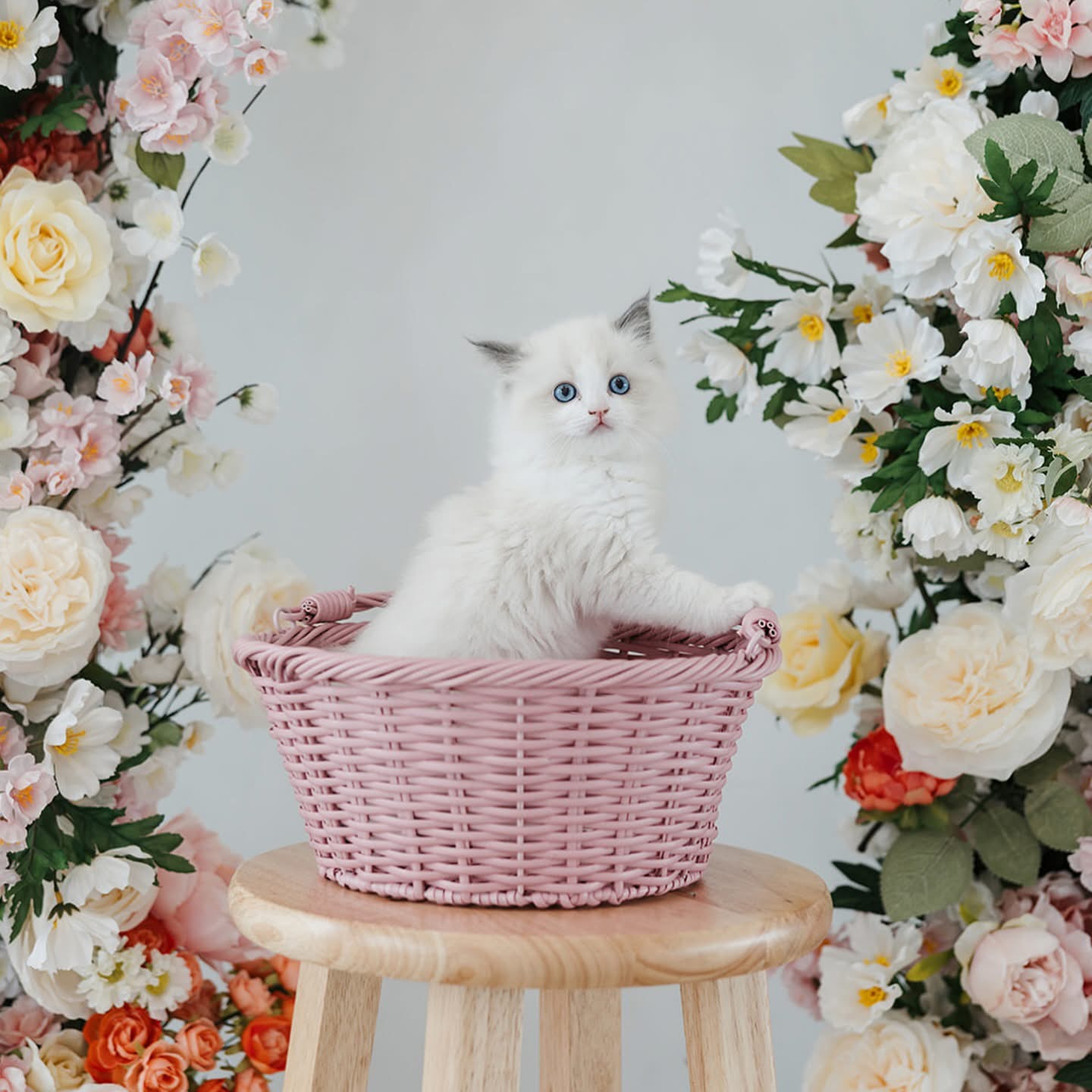 Janet, Female Ash Ragdoll kitten from the “B” Litter (Lady × Ghost), born September 27, 2020