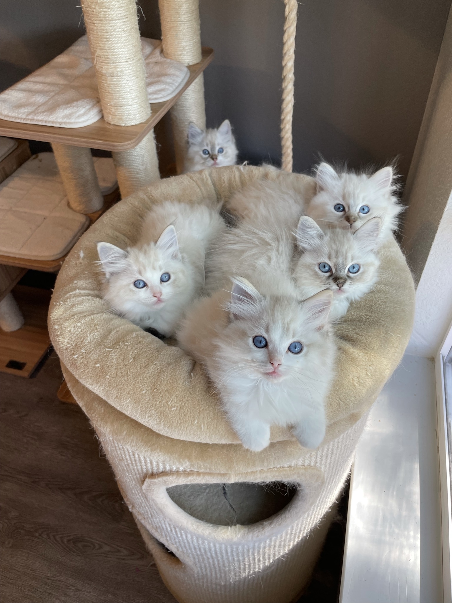 Ragdoll kittens on a cat tree