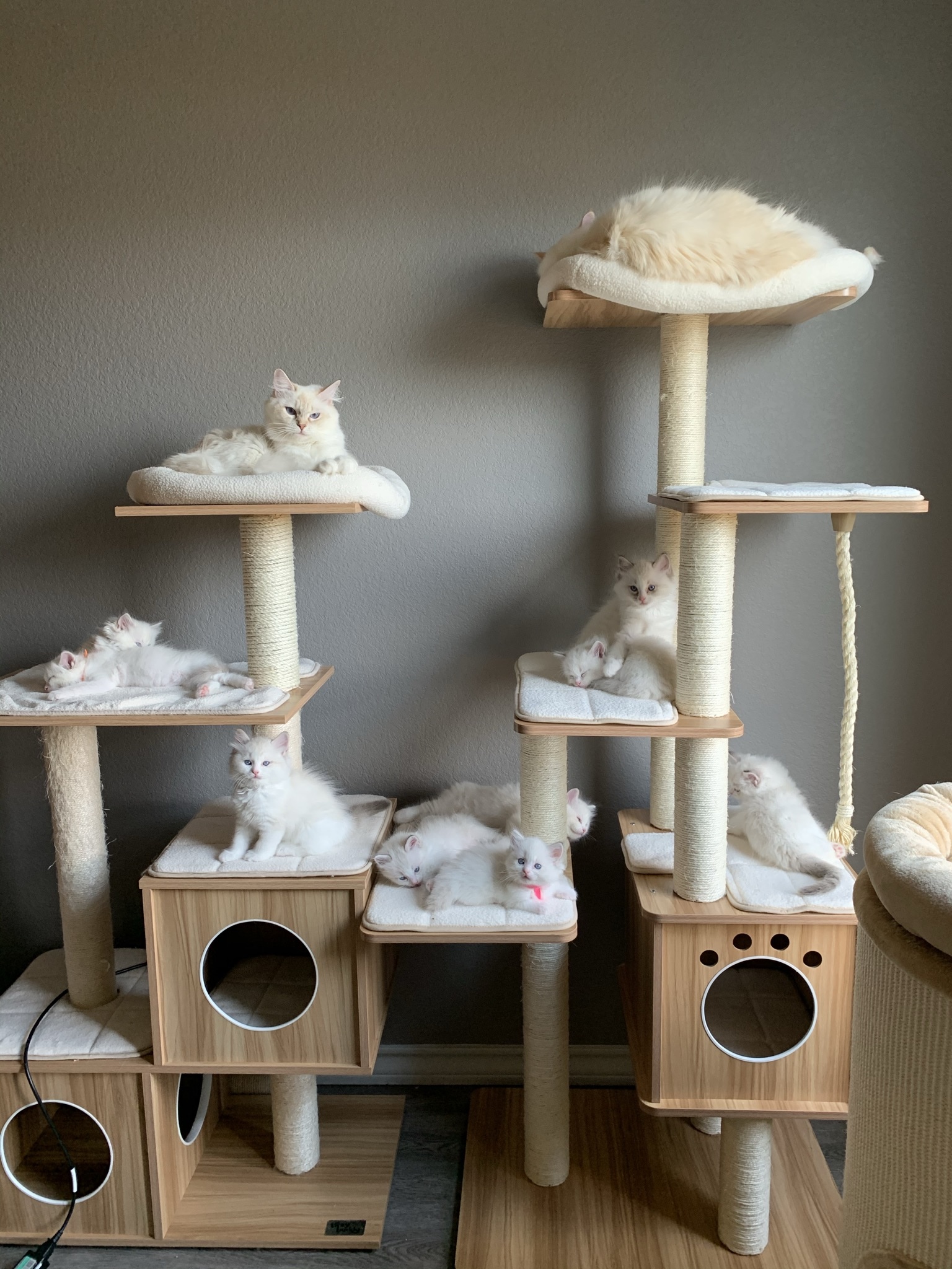 Ragdoll kittens in a cat bed